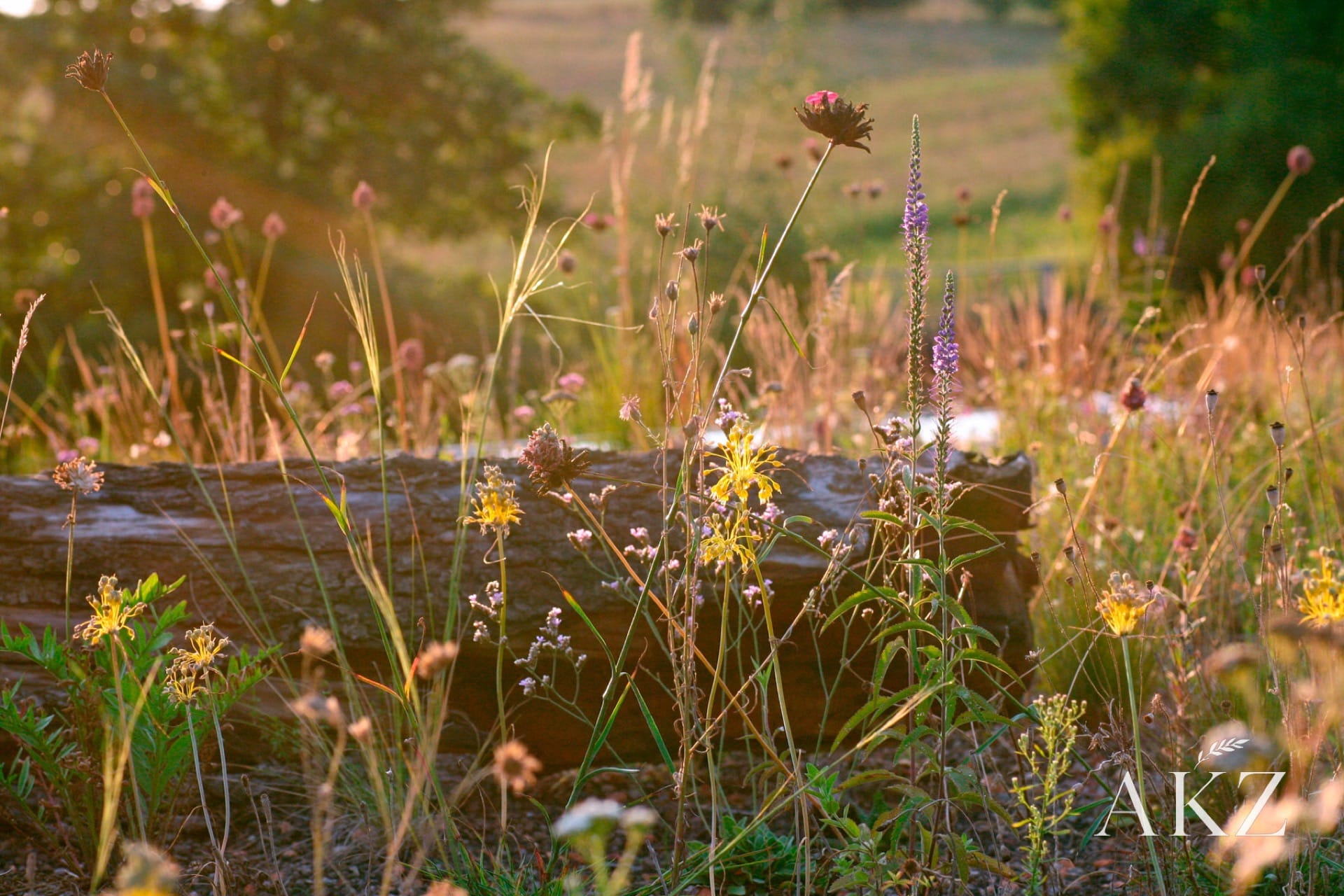 Biodiverzitní zelená střecha